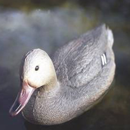 Canard Colvert femelle